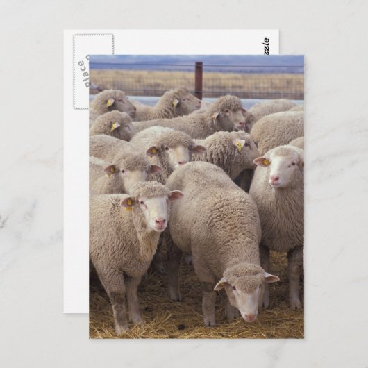 羊 ポストカード (正面/裏面)
