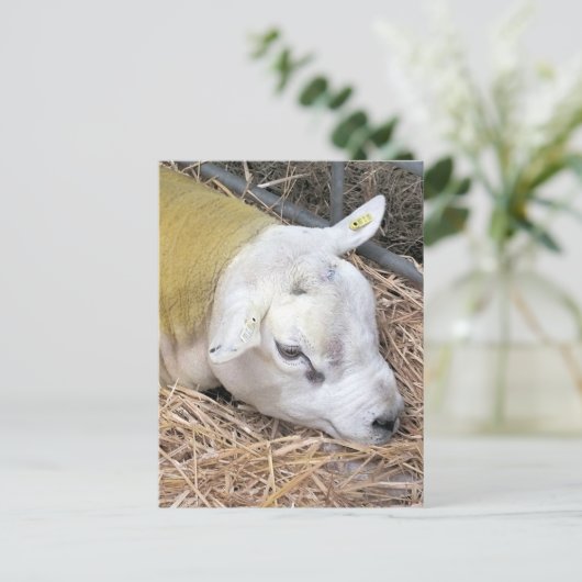羊 ポストカード (スタンド正面)