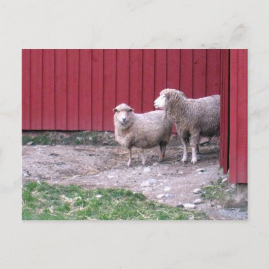 羊 ポストカード (正面)