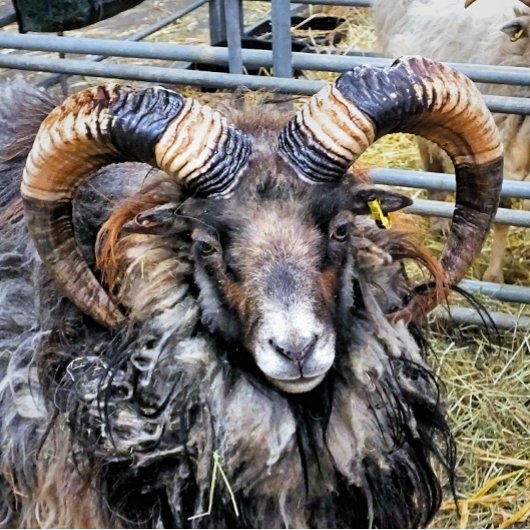 羊 マウスパッド