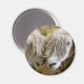 羊 マグネット (正面/裏面)