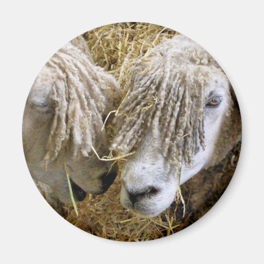 羊 マグネット (正面)