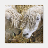 羊 マグネット (正面)