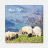 羊 マグネット (正面)