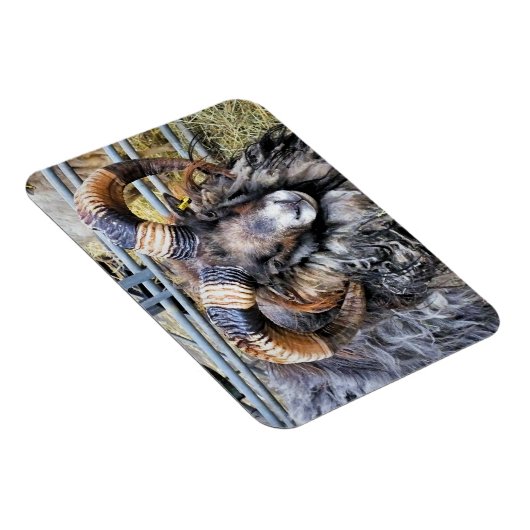 羊 マグネット (右側)