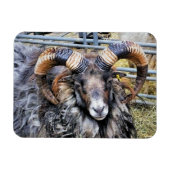 羊 マグネット (横)