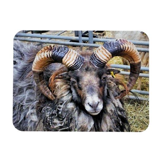 羊 マグネット (横)