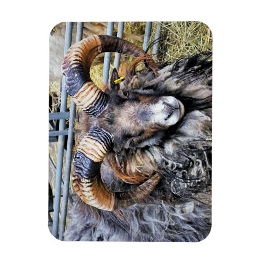 羊 マグネット (縦)