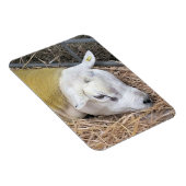 羊 マグネット (右側)