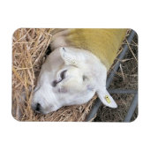 羊 マグネット (横)