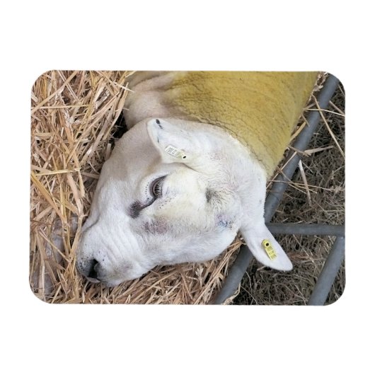 羊 マグネット (横)