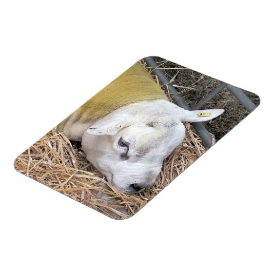 羊 マグネット (左側)