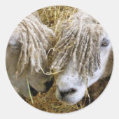 羊 ラウンドシール (正面)