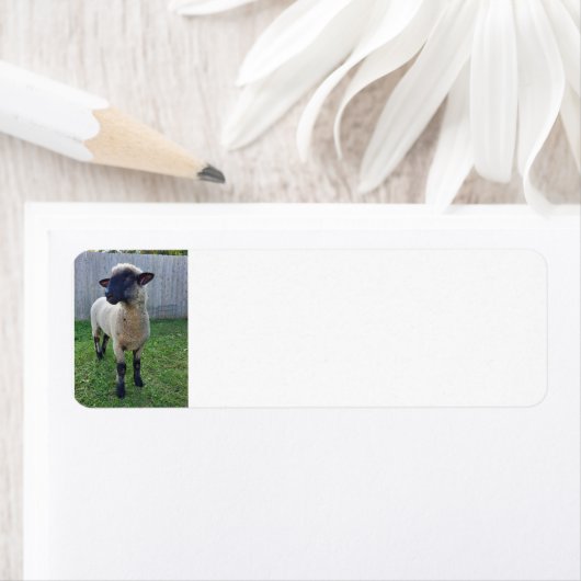 羊 ラベル (インサイチュ)