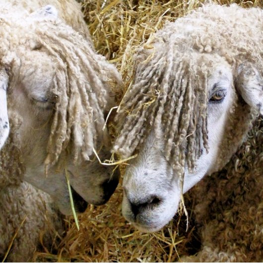 羊 ラージ壁時計