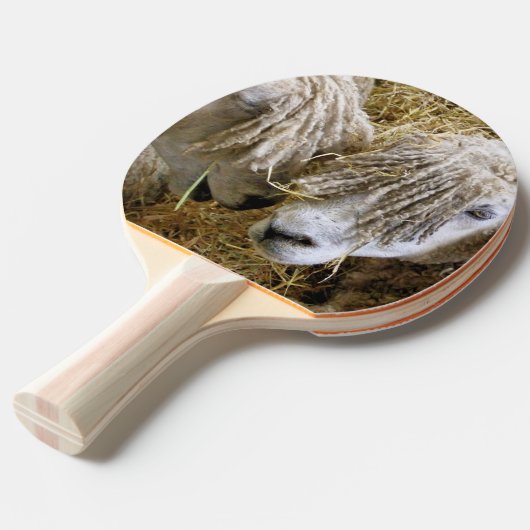 羊 卓球ラケット (正面アングル)