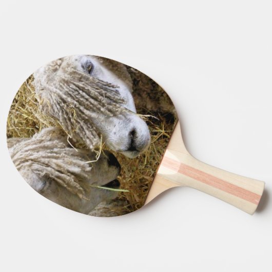 羊 卓球ラケット (横)