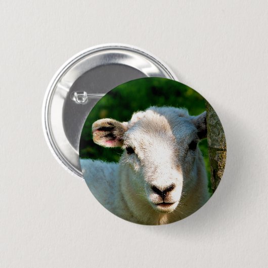 羊 缶バッジ (正面&裏面)