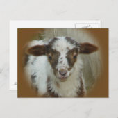 羊 – 茶色の斑点のある子羊 ポストカード (正面/裏面)