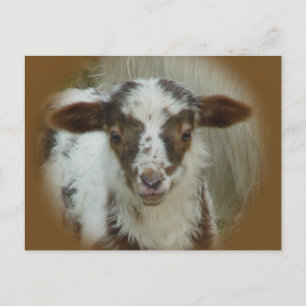 羊 – 茶色の斑点のある子羊 ポストカード