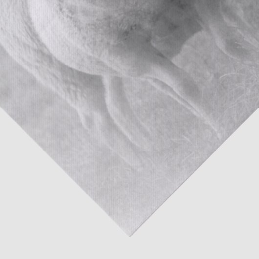 羊 薄葉紙 (詳細)