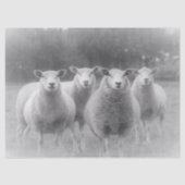 羊 薄葉紙 (正面)