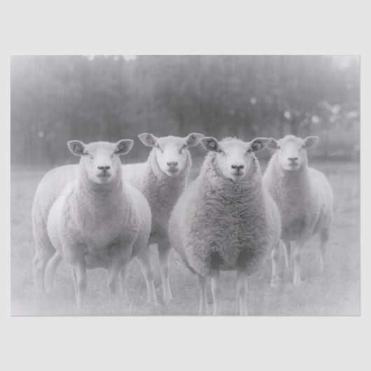 羊 薄葉紙 (正面)