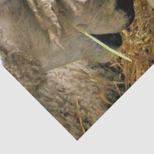 羊 薄葉紙 (詳細)