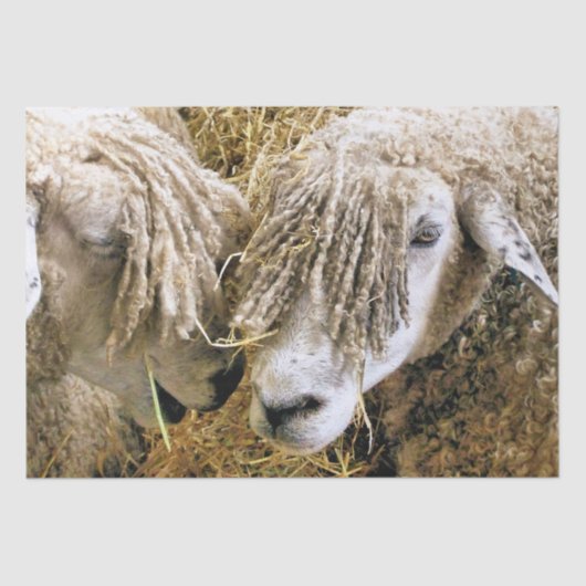 羊 薄葉紙 (正面)