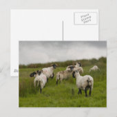 羊.jpg ポストカード (正面/裏面)