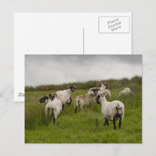 羊.jpg ポストカード (正面/裏面)