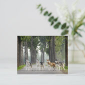 . .美しいかすれた犬の跡自然 ポストカード (スタンド正面)