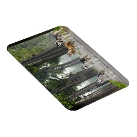 . .美しいかすれた犬の跡自然 マグネット (右側)