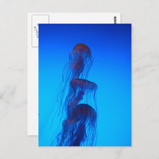 美しいくらげの郵便はがき ポストカード (正面/裏面)