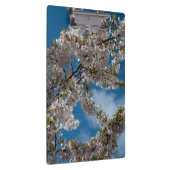 美しいさくらんぼが青い空に向かって木を咲かせている。 クリップボード (右)