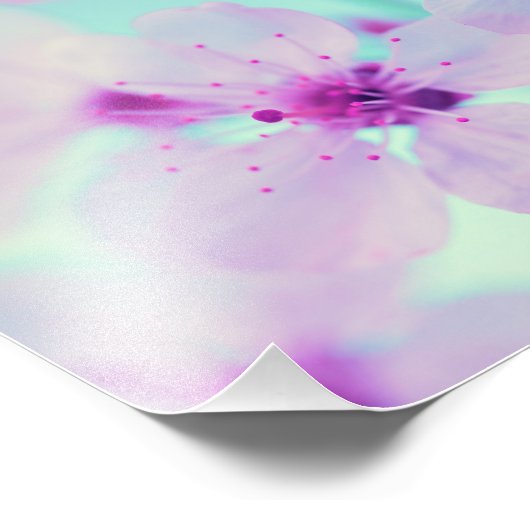 美しいさくらんぼの花が枝にフル開花 フォトプリント            (角)