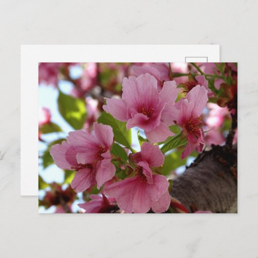 美しいさくらんぼの花の写真カスタムはがき ポストカード (正面/裏面)