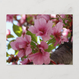 美しいさくらんぼの花の写真カスタムはがき ポストカード