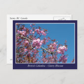 美しいさくらんぼの花 ポストカード (正面/裏面)