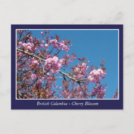 美しいさくらんぼの花 ポストカード