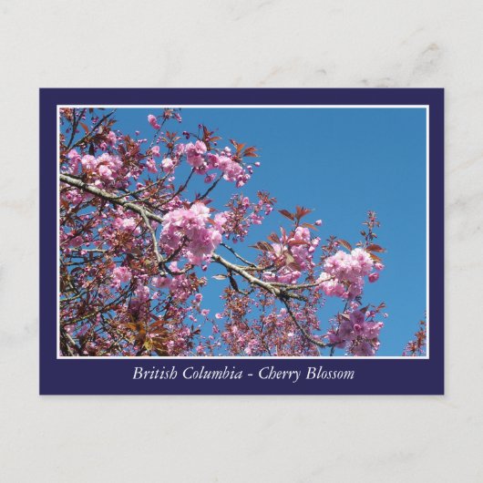 美しいさくらんぼの花 ポストカード (正面)