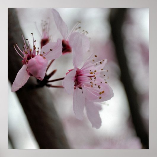 美しいさくらんぼ花 ポスター (正面)