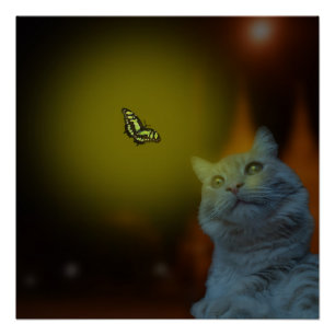 美しいに魅了される猫が蝶に魅了される ポスター
