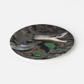 美しいのナメラ属 ペーパープレート (アングル)