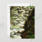 美しいの森 ポストカード (正面/裏面)