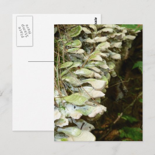 美しいの森 ポストカード (正面/裏面)