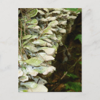 美しいの森 ポストカード