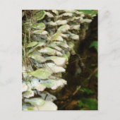 美しいの森 ポストカード (正面)
