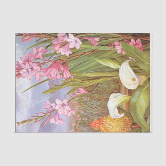 美しいの沼,南アフリカby北 薄葉紙 (正面)