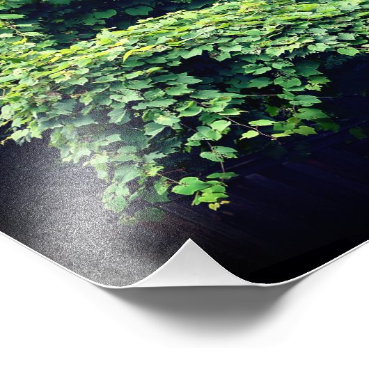 美しいの自然つる植物感動的引用文8x10 フォトプリント (角)